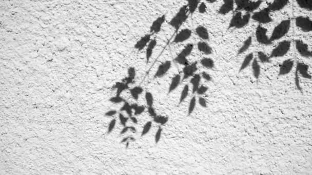 Gölge örtüsü etkisi. Bitkilerin ve ağaç yapraklarının bulanık gölgeleri beyaz, temiz bir duvarda.. — Stok video