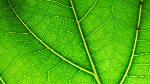 Folha em um fundo macro. Folha verde de uma planta ou árvore com textura e padrão de perto — Vídeo de Stock