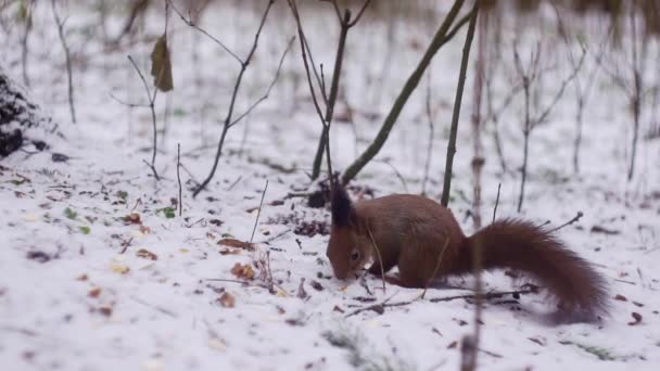 Um esquilo numa floresta de Inverno come nozes. Animais selvagens no inverno na floresta. — Vídeo de Stock