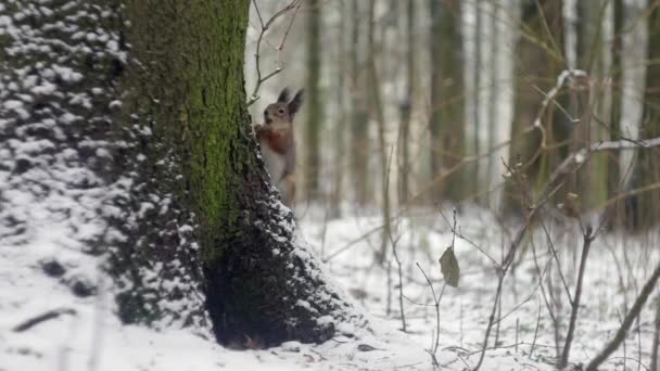 Una ardilla en un bosque de invierno come nueces. Animales salvajes en el invierno en el bosque. — Vídeos de Stock