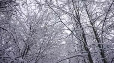 Güneşli ve soğuk hava olan karlı bir orman. Doğal orman kış manzarası