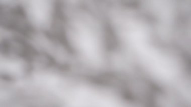 Gölge örtüsü etkisi. Bitkilerin ve ağaç yapraklarının bulanık gölgeleri beyaz, temiz bir duvarda..