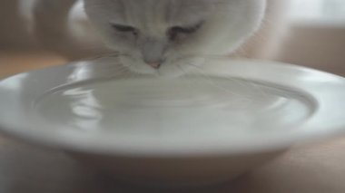Kedi suyu yavaş çekimde içer. Beyaz kedi yavaş yavaş su içiyor..