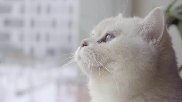 Η γάτα κοιτάζει από κοντά. Λευκή γάτα με πράσινα μάτια, σκωτσέζικη στρέιτ, εμφάνιση. Κατοικίδια ζώα γάτες βίντεο. — Αρχείο Βίντεο