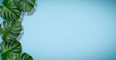 Avuç içi yaprakları. Boş renkli arka planda tropik palmiye yaprakları. Yaz, tropik bölgeler, güneş, tatil konsepti