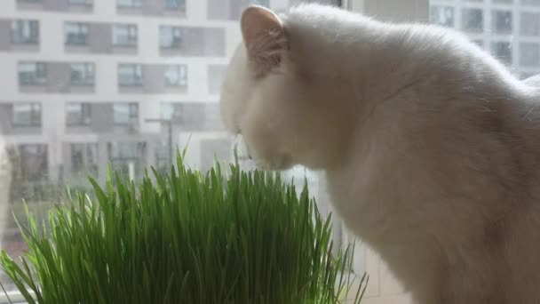 Kot je trawę. Domowy kot zjada trawę na oknie w słoneczny dzień. Karmienie kotów — Wideo stockowe