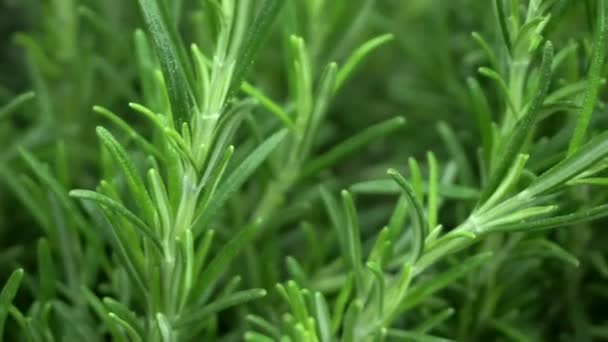 Rosemary food spice close up. Romarin herbe poussant dans le jardin à la lumière du soleil — Video