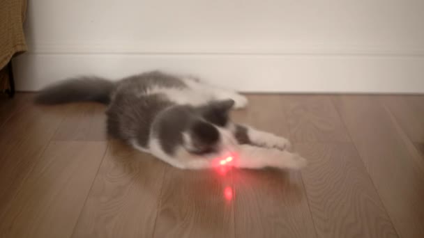 Die Katze spielt mit einem Laserpointer. Lustige Katze ruht und spielt im Haus. — Stockvideo