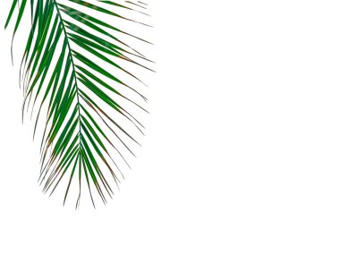 Avuç içi yaprakları. Boş renkli arka planda tropik palmiye yaprakları. Yaz, tropik bölgeler, güneş, tatil konsepti