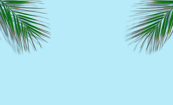 Palm leaves background. Tropical palm leaves on an empty colored background. Summer, tropics, sun, vacation concept — Stock Photo, Image