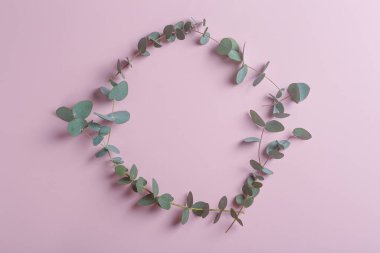 Pembe arka planda okaliptüs dalları. Taze okaliptüs yaprakları doğal yağ ve kokulara dayanan kozmetikler için bir temel oluşturur..