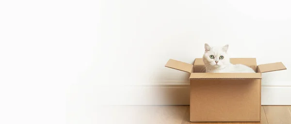 Gato en una caja. Un gato divertido se sienta en una caja de papel de cartón contra el fondo de la pancarta de una pared vacía blanca. — Foto de Stock