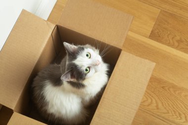 Kutudaki kedi. Komik bir kedi, beyaz boş bir duvarın arka planında karton bir karton kutuda oturuyor..