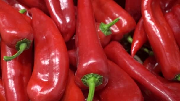 Rote Paprika Paprika Hintergrund. Frischer Paprika auf der Theke eines Gemüsemarktes. Bauerngemüse. — Stockvideo