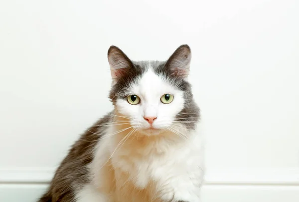 Retrato de un gato doméstico divertido en el fondo de la bandera de una pared blanca vacía. La mirada y los ojos de un lindo gato — Foto de Stock