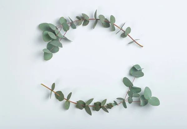 Eucalyptus branches on a white background. Fresh eucalyptus leaves as a base for cosmetics based on natural oils and fragrances.