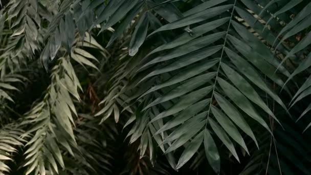 Selva y selva tropical de fondo. Hojas de palma y plantas tropicales verdes en los matorrales oscuros de la selva húmeda. Naturaleza tropical y plantas — Vídeos de Stock