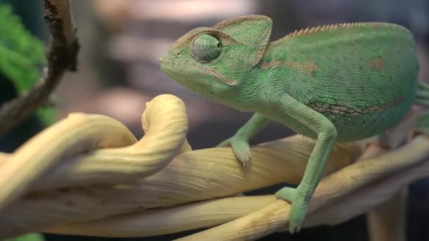 Chameleon zit op een tak in de jungle. Exotische groene reptiel jungle hagedis kameleon rustend op tropische wijnstokken in de jungle — Stockvideo
