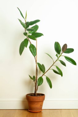 İç kısımda, yerdeki bir çömleğin içindeki ev bitkisi. Odadaki beyaz bir duvarın arka planında ficus çiçeği.