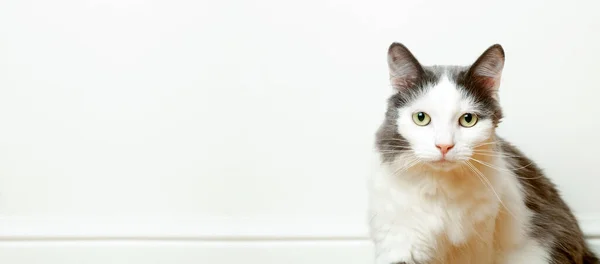 Retrato de un gato doméstico divertido en el fondo de la bandera de una pared blanca vacía. La mirada y los ojos de un lindo gato — Foto de Stock