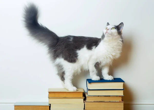 Educación en el hogar y concepto de estudio. Divertido gato doméstico se sienta en los libros sobre el fondo de una pared vacía en la habitación. — Foto de Stock