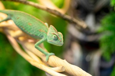 Bukalemun ormandaki bir dala oturur. Egzotik yeşil sürüngen orman kertenkele bukalemunu ormandaki tropik sarmaşıkların üzerinde dinleniyor.