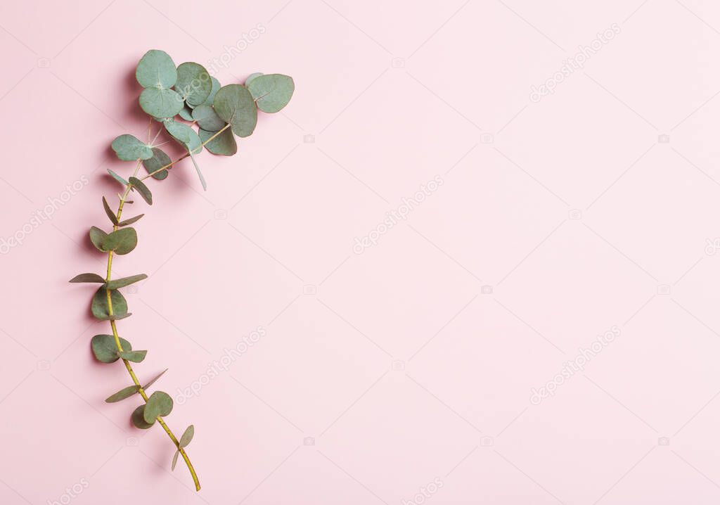 Eucalyptus branches on a white background. Fresh eucalyptus leaves as a base for cosmetics based on natural oils and fragrances.