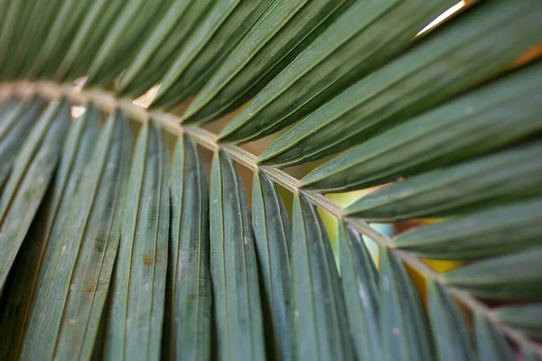 Folha de palma perto. Textura folha de planta tropical em clima tropical selva. — Fotografia de Stock