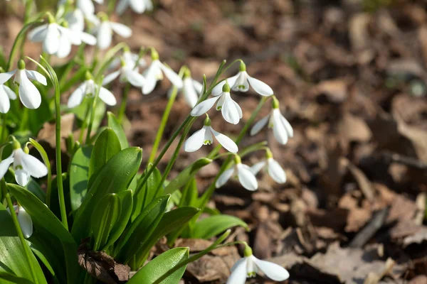 Snowdrops flowers. The first spring flowers of snowdrops growing in the spring forest. Nature, ecology and new vegetation concept