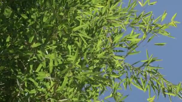 Bambu lämnar bakgrunden i vinden en solig sommardag. Gröna blad av ung bambu i solljus — Stockvideo