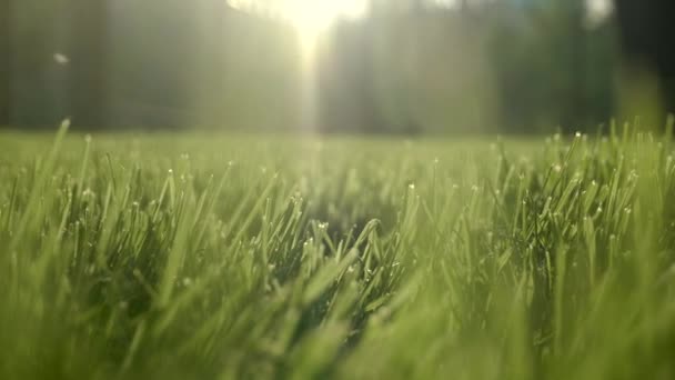 太陽の下で緑の草の背景を閉じます。夏の暖かい日に太陽の下で若い緑の芝生の芝生 — ストック動画