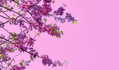 Bahar arka planı. Baharda açan ağaç, güneşli bir bahar gökyüzünün arka planında.