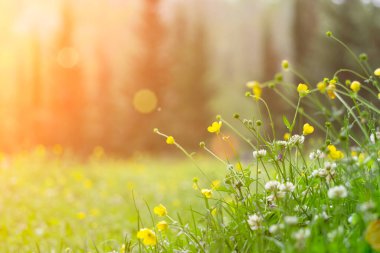 Bahar arka planı. Güneşli çayır, kır çiçekleri, otlar ve yeşil taze çimlerle bulanık arka plan. Bahar, doğa, yaz ve güneş kavramı