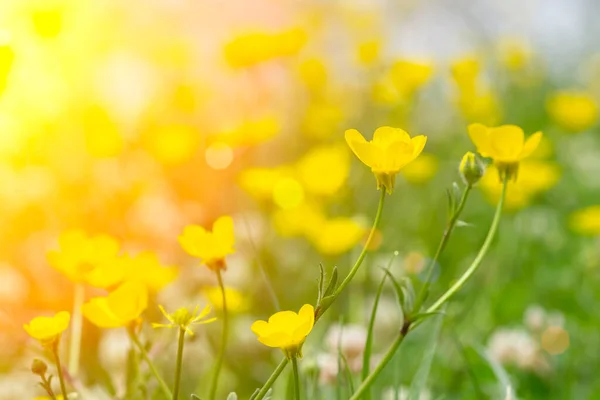 Sfondo primavera. Prato soleggiato sfondo sfocato con fiori selvatici, erbe e erba fresca verde. Primavera, natura, estate e sole — Foto Stock