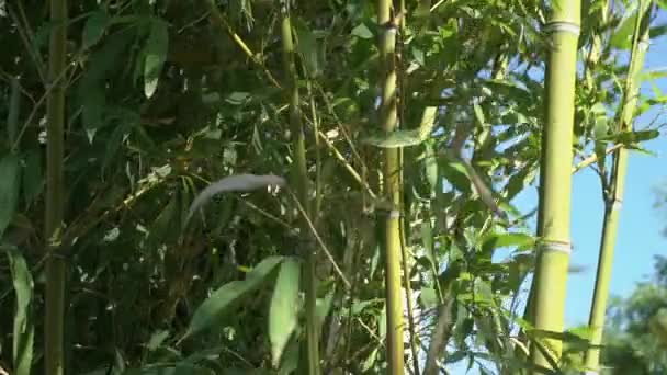 Bambou laisse fond dans le vent par une journée d'été ensoleillée. Feuilles vertes de jeunes bambous au soleil — Video