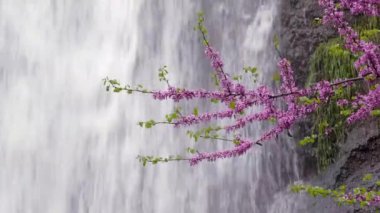 Ormandaki şelale. Bir dağ ormanında bir bahar şelalesi yüksekten akar..