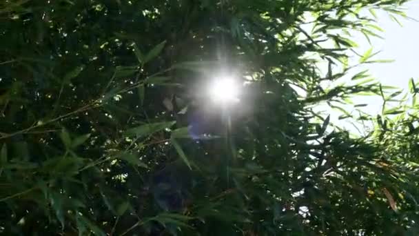 대나무는 화창 한 여름날 바람에 배경을 이룬다. 햇빛을 받는 어린 대나무 잎들 — 비디오