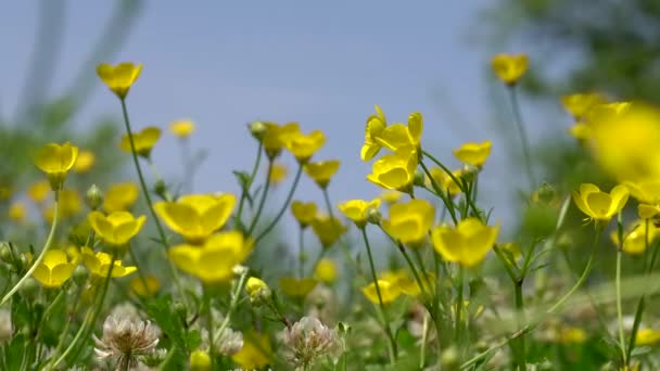 春のフィールドの背景。暖かい晴れた日に太陽の下で黄色の牧草地春の花。夏、春、自然と生態学の概念 — ストック動画