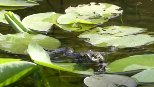 Egy béka elpatkol egy tóban vagy tóban. A zöld varangy elpatkol és leül egy vízililiomra egy meleg nyári tóban a nap alatt. Természet, ökológia és vadon élő állatok fogalma. — Stock videók