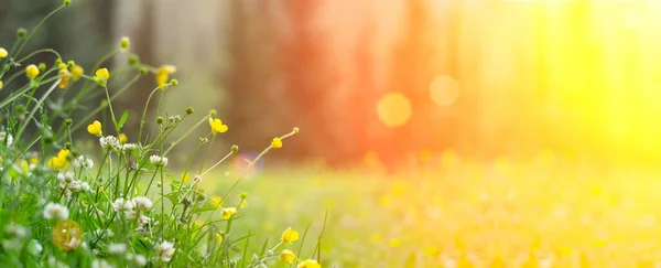 Sfondo primavera. Prato soleggiato sfondo sfocato con fiori selvatici, erbe e erba fresca verde. Primavera, natura, estate e sole — Foto Stock