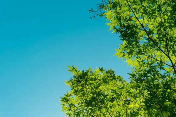 Літній і весняний фон. Зелене листя дерева на тлі сонця і блакитного неба. Відпочинок, екологія, відпочинок та концепція природи — стокове фото
