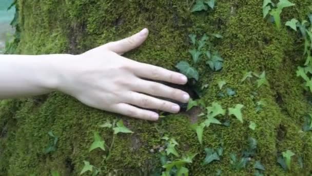 The hand draws on the moss on the tree. Old tree with green moss in the forest in nature. — Stockvideo