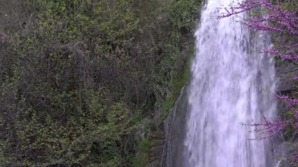 Wasserfall im Wald. Ein Quellwasserfall in einem Bergwald fließt aus einer Höhe. — Stockvideo