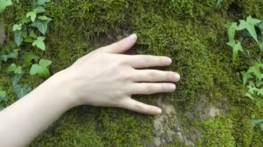 The hand draws on the moss on the tree. Old tree with green moss in the forest in nature.