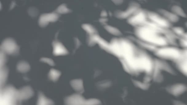 影のオーバーレイ効果。白いきれいな壁に植物や木の葉のぼかし影. — ストック動画