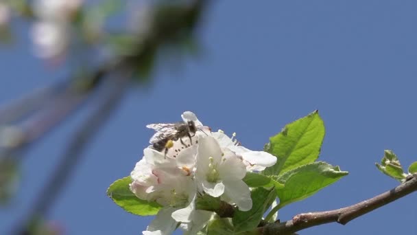 Jabłko kwitnie wiosną. Białe kwiaty jabłoni z pszczołą na tle błękitnego słonecznego nieba. Wiosna natura nastrój — Wideo stockowe