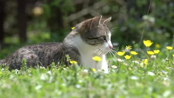 Cat is resting in flowers and green grass. The cat lies on a summer lawn in the sun in a good mood — Stock videók