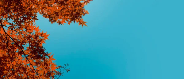 Herbst im Hintergrund. Roter Herbst-Ahorn blättert vor dem Hintergrund des Himmels. Herbstblätter und Bäume im Oktober — Stockfoto