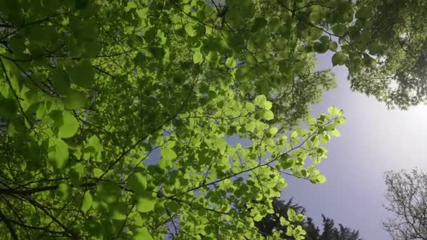 Floresta ensolarada. Coroa verde de uma árvore com folhas e luz solar no verão ou primavera. Relaxe, verão, fundo verde natural com belas árvores e folhas verdes — Vídeo de Stock