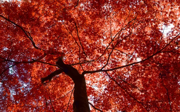 Herbst im Hintergrund. Roter Herbst-Ahorn blättert vor dem Hintergrund des Himmels. Herbstblätter und Bäume im Oktober — Stockfoto